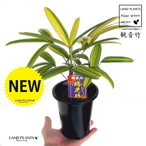 �y�ÓT���|�A���z �J���m���`�N�F�ω��|�i���������ɂ����F�����сj 4�� �v���X�`�b�N�� 1�� ���| ���L�| �V�����| ���� �J���m���| �A���j�V�L Rhapis excelsa