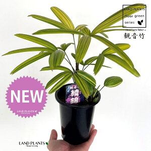 yÓT|Az Jm`NFω|iɂFсj 4 vX`bN 1 | L| V|  Jm| AjVL Rhapis excelsa