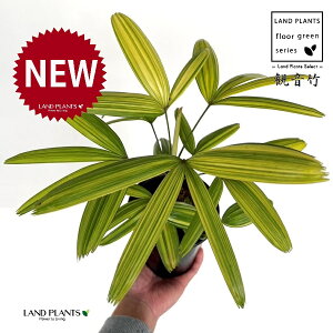 yÓT|Az Jm`NFω|iɂFсj 4 vX`bN 1 | L| V|  Jm| AjVL Rhapis excelsa