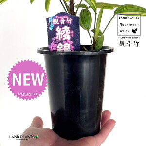 yÓT|Az Jm`NFω|iɂFсj 4 vX`bN 1 | L| V|  Jm| AjVL Rhapis excelsa