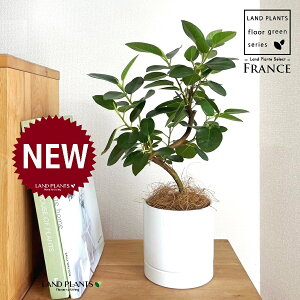 tXSiSJ[uȂj F M̎ V_[^ 픫 1 yRRt@Co[EMz S S̖ tBJX rLm[T rMm[T Ficus rubiginosa