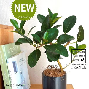 tXSitȂj F M̎ V_[^ 픫 1 yRRt@Co[EMz S S̖ tBJX rLm[T rMm[T Ficus rubiginosa