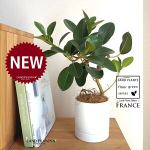 tXSitȂj F M̎ V_[^ 픫 1 yRRt@Co[EMz S S̖ tBJX rLm[T rMm[T Ficus rubiginosa