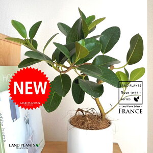 tXSitȂj F M̎ V_[^ 픫 1 yRRt@Co[EMz S S̖ tBJX rLm[T rMm[T Ficus rubiginosa