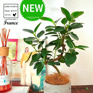tXSiSJ[uȂj Zg V_[^ 픫 1 yRRt@Co[EMz S S̖ tBJX rLm[T rMm[T Ficus rubiginosa