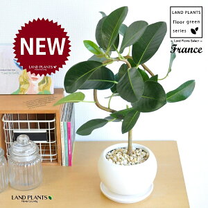 tXSitȂj F ی^ 픫 1 yF΁EMz S S̖ tBJX rLm[T rMm[T Ficus rubiginosa