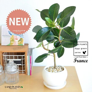 tXSitȂj F ی^ 픫 1 yF΁EMz S S̖ tBJX rLm[T rMm[T Ficus rubiginosa