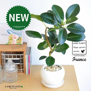 tXSitȂj F ی^ 픫 1 yF΁EMz S S̖ tBJX rLm[T rMm[T Ficus rubiginosa