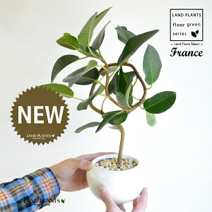tXSitȂj F ی^ 픫 1 yF΁EMz S S̖ tBJX rLm[T rMm[T Ficus rubiginosa
