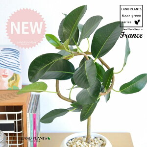 tXSitȂj F ی^ 픫 1 yF΁EMz S S̖ tBJX rLm[T rMm[T Ficus rubiginosa