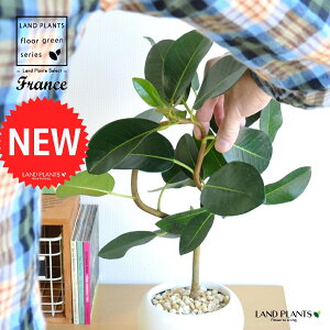 tXSitȂj F ی^ 픫 1 yF΁EMz S S̖ tBJX rLm[T rMm[T Ficus rubiginosa