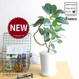 tXSitȂj F X^ g[ 픫 MTCY 1 yF΁EMz S S̖ tBJX rLm[T rMm[T Ficus rubiginosa