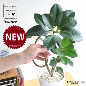 tXSitȂj F X^ g[ 픫 MTCY 1 yF΁EMz S S̖ tBJX rLm[T rMm[T Ficus rubiginosa