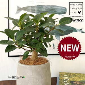 tXSij Zg hbv^ 픫 1 yRRt@Co[EMz S S̖ tBJX rLm[T rMm[T Ficus rubiginosa