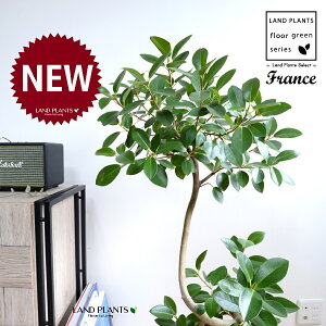 tXSi3DJ[uȂj 8 F ZA[g 1 yo[N`bvEMz S S̖ tBJX rLm[T rMm[T Ficus rubiginosa