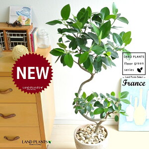 tXSi3DJ[uȂj F GbO^ Eh 픫 1 y΁EMz S S̖ tBJX rLm[T rMm[T Ficus rubiginosa