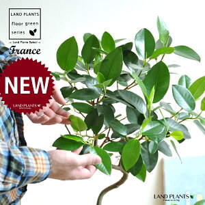 tXSi3DJ[uȂj F GbO^ Eh 픫 1 y΁EMz S S̖ tBJX rLm[T rMm[T Ficus rubiginosa