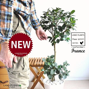 tXSiR`j 8 F ZA[g 1 yFEMz S S̖ tBJX rLm[T rMm[T Ficus rubiginosa