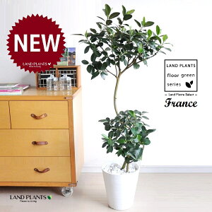 tXSiR`j 8 F ZA[g 1 yFEMz S S̖ tBJX rLm[T rMm[T Ficus rubiginosa