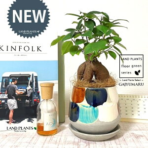 KW}ij MyĂ ֖yCg 픫iI×j 1 yRRt@Co[EMz ̖ K̖ LWi[ ܂ ܂̖ Ficus microcarpa