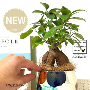 KW}ij MyĂ ֖yCg 픫iI×j 1 yRRt@Co[EMz ̖ K̖ LWi[ ܂ ܂̖ Ficus microcarpa