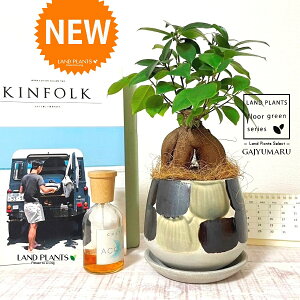 KW}ij MyĂ ֖yCg 픫in×ہj 1 yRRt@Co[EMz ̖ K̖ LWi[ ܂ ܂̖ Ficus microcarpa