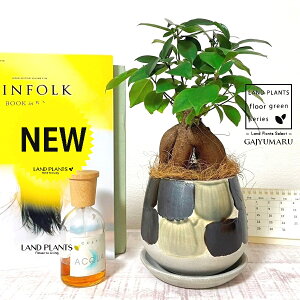 KW}ij MyĂ ֖yCg 픫in×ہj 1 yRRt@Co[EMz ̖ K̖ LWi[ ܂ ܂̖ Ficus microcarpa