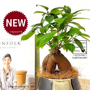 KW}ij MyĂ ֖yCg 픫in×ہj 1 yRRt@Co[EMz ̖ K̖ LWi[ ܂ ܂̖ Ficus microcarpa