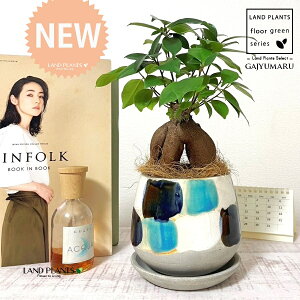 KW}ij MyĂ ֖yCg 픫i×_j 1 yRRt@Co[EMz ̖ K̖ LWi[ ܂ ܂̖ Ficus microcarpa