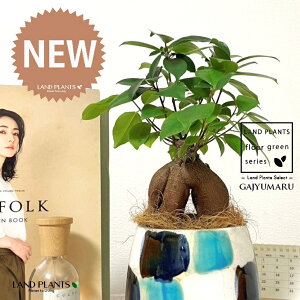 KW}ij MyĂ ֖yCg 픫i×_j 1 yRRt@Co[EMz ̖ K̖ LWi[ ܂ ܂̖ Ficus microcarpa