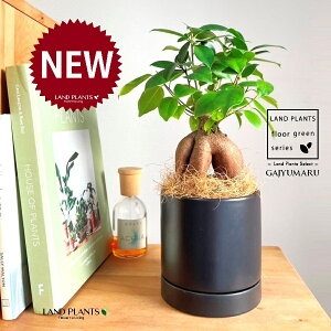 KW}ij M̎ V_[^ 픫 F 1 yRRt@Co[EMz ̖ K̖ LWi[ ܂ ܂̖ Ficus microcarpa