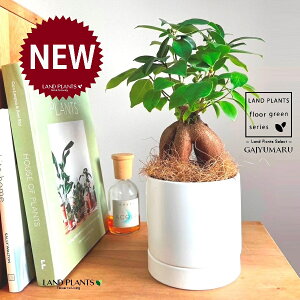 KW}ij M̎ V_[^ 픫 F 1 yRRt@Co[EMz ̖ K̖ LWi[ ܂ ܂̖ Ficus microcarpa