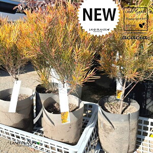 AJVAitFjbNXS[hj 6 |bgc 1 AJVAtFjbNXS[h Acacia