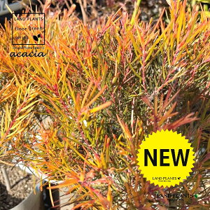 AJVAitFjbNXS[hj 6 |bgc 1 AJVAtFjbNXS[h Acacia