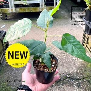 tBJXiWI[Tj 3 |bgc 1 Ch{_CW x  tBJXWI[T WIT ficus religiosa