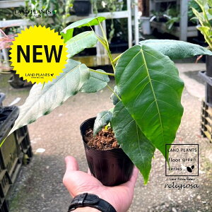 tBJXiWI[Tj 3 |bgc 1 Ch{_CW x  tBJXWI[T WIT ficus religiosa