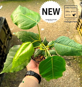 yP[X̔F24z tBJXiWI[Tj 3 |bgc 24 Ch{_CW x  tBJXWI[T WIT ficus religiosa