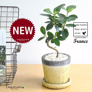 tXSiSJ[uȂj F ₳F 픫 1 yF΁EMz S S̖ tBJX rLm[T rMm[T Ficus rubiginosa