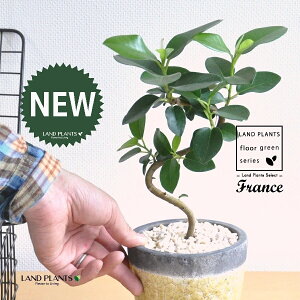 tXSiSJ[uȂj F ₳F 픫 1 yF΁EMz S S̖ tBJX rLm[T rMm[T Ficus rubiginosa