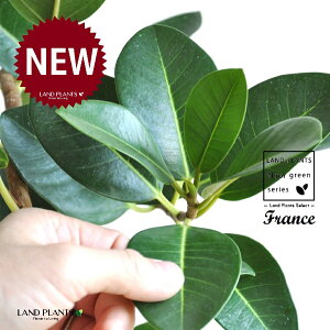 yAؔz tXSitȂj TCY ی^ 픫 F 1 yF΁EMz S S̖ tBJX rLm[T rMm[T Ficus rubiginosa