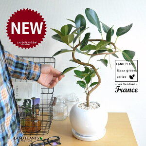 yAؔz tXSitȂj TCY ی^ 픫 F 1 yF΁EMz S S̖ tBJX rLm[T rMm[T Ficus rubiginosa