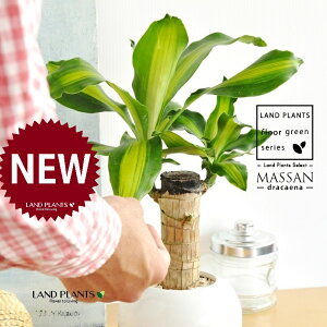 K̎ hZii}bTj F ی^ 픫 1 yF΁EMz }bTQAi }bTMAi E[c EPcWN̗ǂ j LO LO Dracaena fragrans cv. Massan