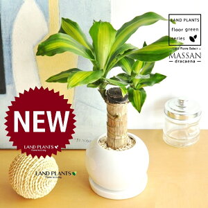 K̎ hZii}bTj F ی^ 픫 1 yF΁EMz }bTQAi }bTMAi E[c EPcWN̗ǂ j LO LO Dracaena fragrans cv. Massan
