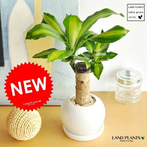 K̎ hZii}bTj F ی^ 픫 1 yF΁EMz }bTQAi }bTMAi E[c EPcWN̗ǂ j LO LO Dracaena fragrans cv. Massan