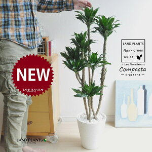 �h���Z�i�i�R���p�N�^�j 8�� ���F �Z���A�[�g�� 1�� �y���F�E��M�z �h���Z�i�R���p�N�^�[ �����E�P�c�W�� j�R���p�N�^�[ Dracaena deremensis 'Compacta'