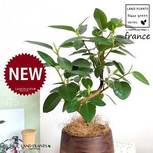 tXSiSJ[uȂj Ebh yCg 픫 1 yRRt@Co[EMz S S̖ tBJX rLm[T rMm[T Ficus rubiginosa