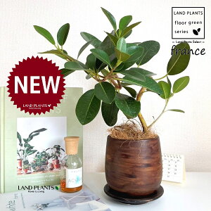 tXSitȂj Ebh yCg 픫 1 yRRt@Co[EMz S S̖ tBJX rLm[T rMm[T Ficus rubiginosa