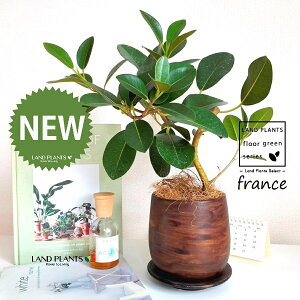 tXSitȂj Ebh yCg 픫 1 yRRt@Co[EMz S S̖ tBJX rLm[T rMm[T Ficus rubiginosa