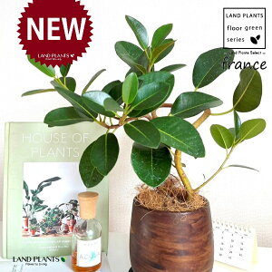 tXSitȂj Ebh yCg 픫 1 yRRt@Co[EMz S S̖ tBJX rLm[T rMm[T Ficus rubiginosa