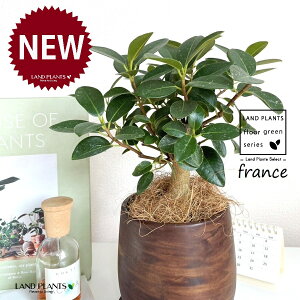 tXSij Ebh yCg 픫 1 yRRt@Co[EMz S S̖ tBJX rLm[T rMm[T Ficus rubiginosa
